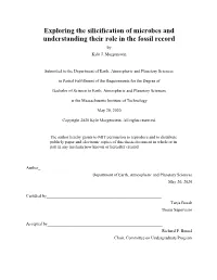 Exploring the Silicification of Microbes and Understanding Their Role in the Fossil Record by Kyle J