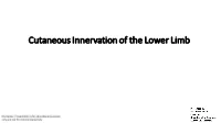 Cutaneous Innervation of the Lower Limb Cutaneous Nerves on the Front of the Thigh