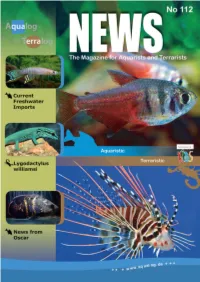The Flame Tetra