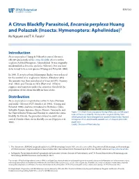 A Citrus Blackfly Parasitoid, Encarsia Perplexa Huang and Polaszek (Insecta: Hymenoptera: Aphelinidae)1 Ru Nguyen and T