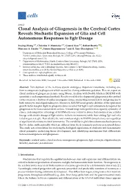 Clonal Analysis of Gliogenesis in the Cerebral Cortex Reveals Stochastic Expansion of Glia and Cell Autonomous Responses to Egfr Dosage