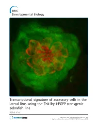Transcriptional Signature of Accessory Cells in the Lateral Line, Using the Tnk1bp1:EGFP Transgenic Zebrafish Line Behra Et Al