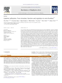 Cysteine Cathepsins: from Structure, Function and Regulation to New Frontiers☆
