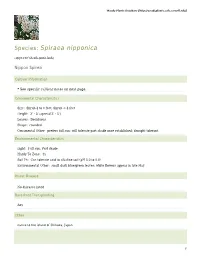 Spiraea Nipponica