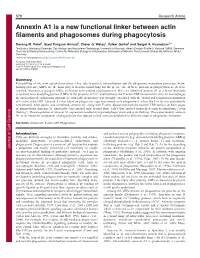 Annexin A1 Is a New Functional Linker Between Actin Filaments and Phagosomes During Phagocytosis