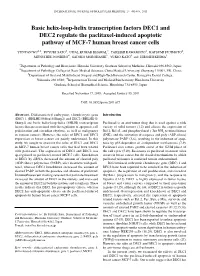 Basic Helix-Loop-Helix Transcription Factors DEC1 and DEC2 Regulate the Paclitaxel-Induced Apoptotic Pathway of MCF-7 Human Breast Cancer Cells