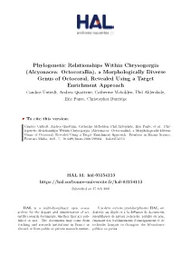 Phylogenetic Relationships Within Chrysogorgia (Alcyonacea