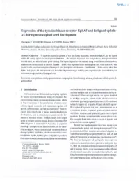 Expression of the Tyrosine Kinase Receptor Epha5 and Its Ligand Ephrin- AS During Mouse Spinal Cord Development