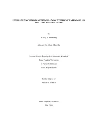 Utilization of Hydrilla Verticillata by Wintering Waterfowl on the Tidal Potomac River