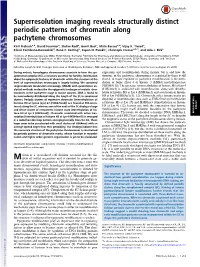 Superresolution Imaging Reveals Structurally Distinct Periodic Patterns of Chromatin Along Pachytene Chromosomes