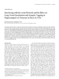 Interfering with the Actin Network and Its Effect on Long-Term Potentiation and Synaptic Tagging in Hippocampal CA1 Neurons in Slices in Vitro