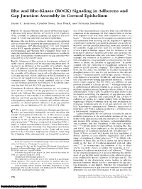 Signaling in Adherens and Gap Junction Assembly in Corneal Epithelium