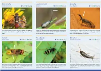Intriguing Insects Miniguide