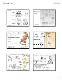 Mammalian Origins Major Groups of Synapsida