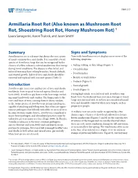 Armillaria Root Rot (Also Known As Mushroom Root Rot, Shoestring Root Rot, Honey Mushroom Rot) 1 Laura Sanagorski, Aaron Trulock, and Jason Smith2
