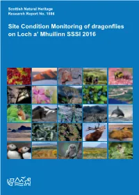 Site Condition Monitoring of Dragonflies on Loch A' Mhuilinn SSSI