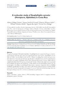 ﻿A Molecular Study of Neophyllaphis Varicolor (Hemiptera, Aphididae) In
