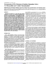 Overexpression of DNA Polymerase @Jsensitizes Mammalian Cells to 2',3'