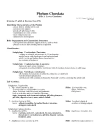 Phylum Chordata