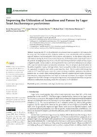 Improving the Utilization of Isomaltose and Panose by Lager Yeast Saccharomyces Pastorianus