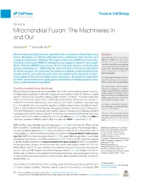 Mitochondrial Fusion: the Machineries in and Out