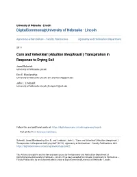 Corn and Velvetleaf (&lt;I&gt;Abutilon Theophrasti&lt;/I&gt; ) Transpiration In