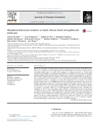 Morphoarchitectural Variation in South African Fossil Cercopithecoid Endocasts