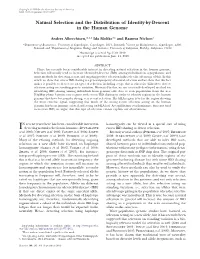 Natural Selection and the Distribution of Identity-By-Descent in the Human Genome