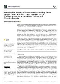 Antimicrobial Activity of Lactococcus Lactis Subsp. Lactis Isolated
