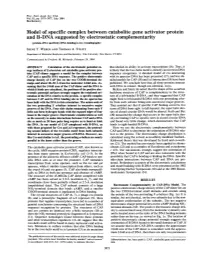 Model of Specific Complex Between Catabolite Gene Activator