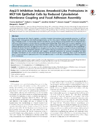 Arp2/3 Inhibition Induces Amoeboid-Like Protrusions in MCF10A Epithelial Cells by Reduced Cytoskeletal- Membrane Coupling and Focal Adhesion Assembly