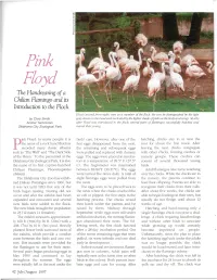 The Handrearing of a Chilian Flamingo And
