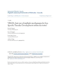 VEGFA: Just One of Multiple Mechanisms for Sex- Specific Av Scular Development Within the Testis? Kevin M
