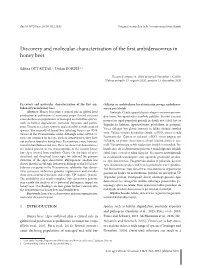 Discovery and Molecular Characterisation of the First Ambidensovirus in Honey Bees