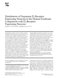 Distribution of Dopamine D3 Receptor Expressing Neurons in the Human Forebrain: Comparison with D2 Receptor Expressing Neurons Eugenia V