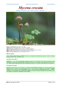 Mycena Crocata