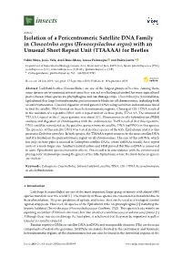 Isolation of a Pericentromeric Satellite DNA Family in Chnootriba Argus (Henosepilachna Argus) with an Unusual Short Repeat Unit (TTAAAA) for Beetles