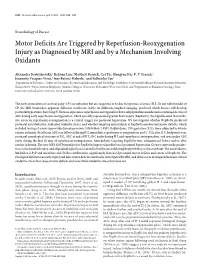 Motor Deficits Are Triggered by Reperfusion-Reoxygenation Injury As Diagnosed by MRI and by a Mechanism Involving Oxidants