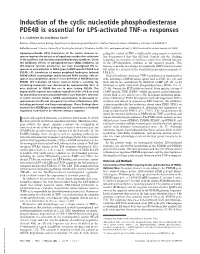Induction of the Cyclic Nucleotide Phosphodiesterase PDE4B Is Essential for LPS-Activated TNF-␣ Responses
