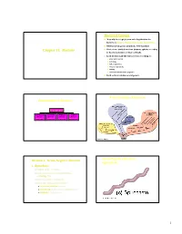 Chapter 11: Bacteria Bacterial Groups