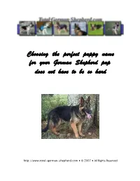 Choosing the Perfect Puppy Name for Your German Shepherd Pup Does Not Have to Be So Hard