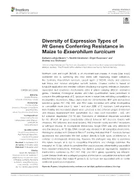 Diversity of Expression Types of Ht Genes Conferring Resistance in Maize to Exserohilum Turcicum