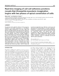 Drosophila Mesoderm Invagination Begins with Two Phases of Apical Constriction of Cells