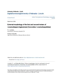 External Morphology of the First and Second Instars of Lecanodiaspis Tingtunensis (Coccoidea: Lecanodiaspididae)