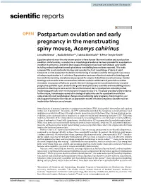 Postpartum Ovulation and Early Pregnancy in the Menstruating