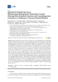 Amyloid Β-Peptide Increases Mitochondria-Endoplasmic