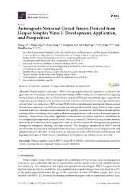 Anterograde Neuronal Circuit Tracers Derived from Herpes Simplex Virus 1: Development, Application, and Perspectives