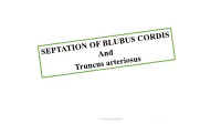 Of the Bulbus Cordis