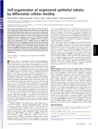 Self-Organization of Engineered Epithelial Tubules by Differential Cellular Motility