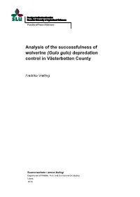 Gulo Gulo) Depredation Control in Västerbotten County